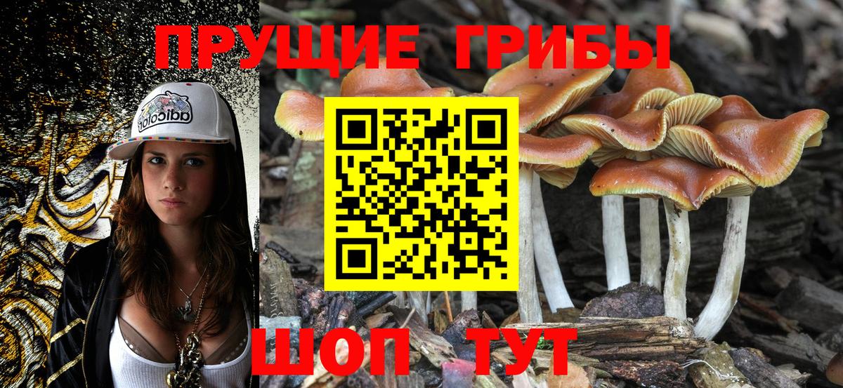 Псилоцибиновые грибы Psilocybine cubensis Всеволожск